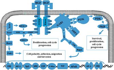 Targeting Tumor-Associated Antigen: A Promising CAR-T Therapeutic Strategy for Glioblastoma Treatment